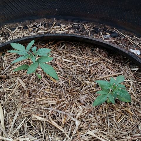 Double Amnesias growlog timeline photo