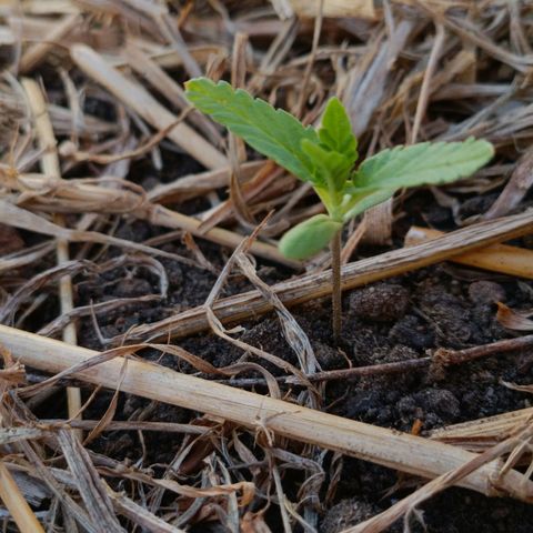 Sprite growlog photo: Ao meio dia ela estava orando 🙏