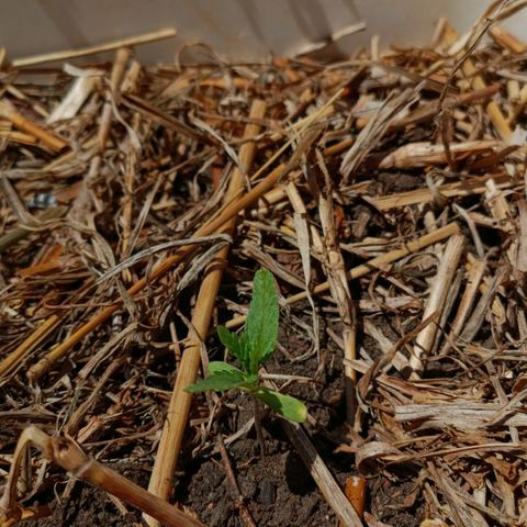 Sprite growlog photo: Ao meio dia ela estava orando 🙏
