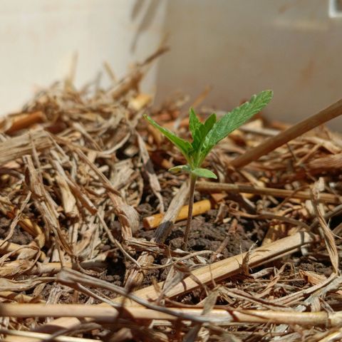 Sprite growlog photo: Ao meio dia ela estava orando 🙏