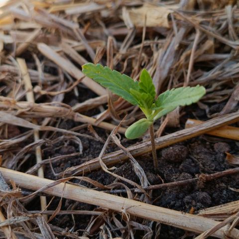 Sprite growlog photo: Ao meio dia ela estava orando 🙏