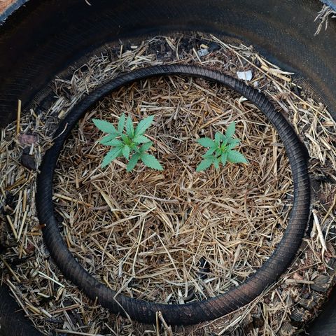 Double Amnesias growlog timeline photo