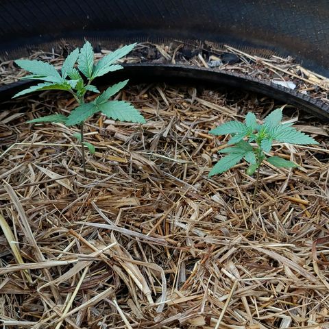 Double Amnesias growlog timeline photo