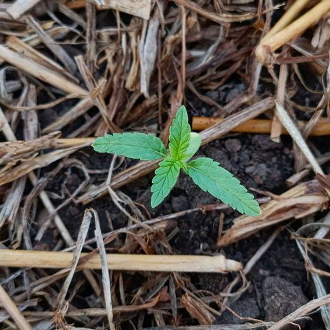Sprite growlog timeline photo