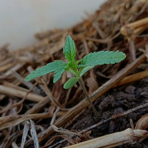 Sprite growlog timeline photo