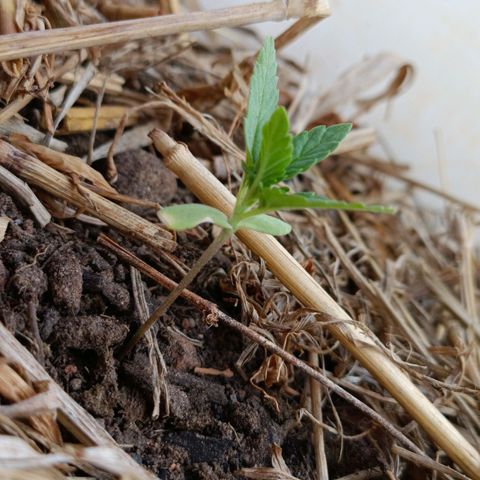 Sprite growlog photo: Louvar 🙏