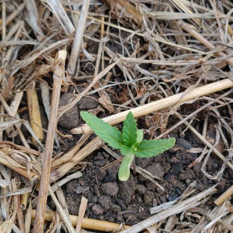 Sprite growlog photo: Louvar 🙏