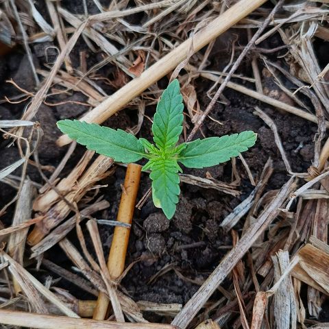 Sprite growlog timeline photo