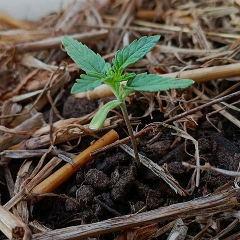 Sprite growlog timeline photo