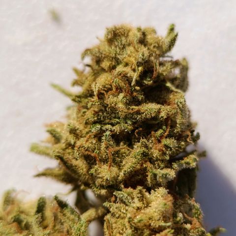 The plant 01 growlog photo: Linda e deliciosa.