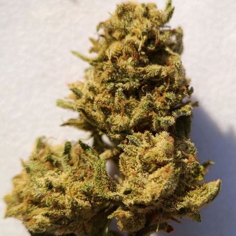 The plant 01 growlog photo: Linda e deliciosa.