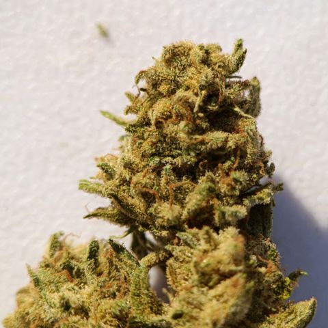 The plant 01 growlog photo: Linda e deliciosa.