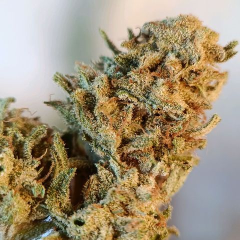 The plant 01 growlog photo: Linda e deliciosa.