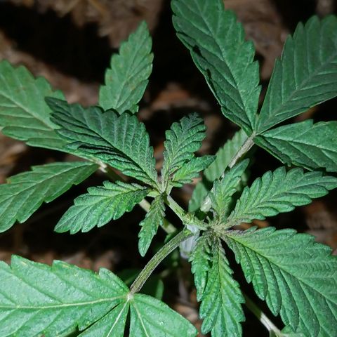 Double Amnesias growlog photo: Podas tops