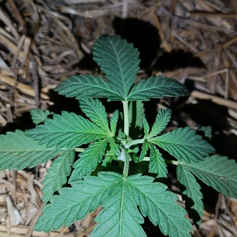 Double Amnesias growlog photo: Podas tops