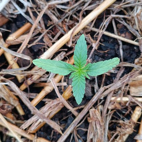 Sprite growlog photo: Está crescendo 