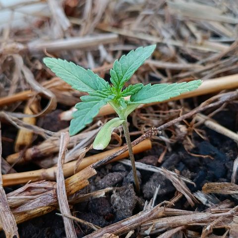 Sprite growlog photo: Está crescendo 