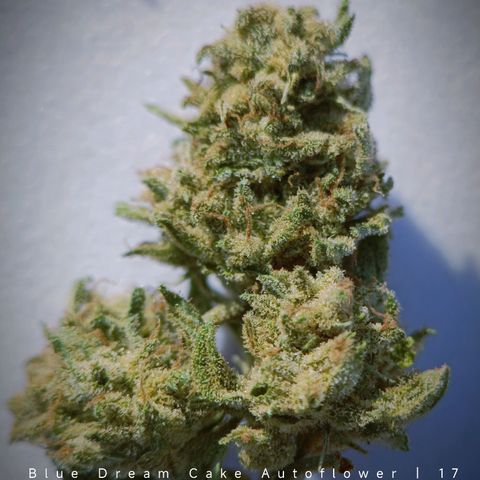 The plant 01 growlog timeline photo