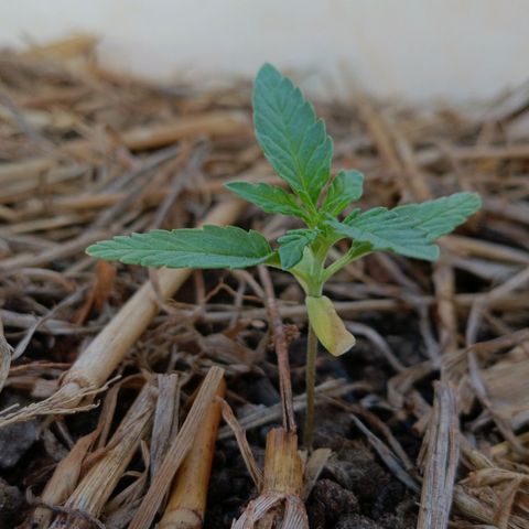 Sprite growlog photo: Plantinha voltou a crescer 