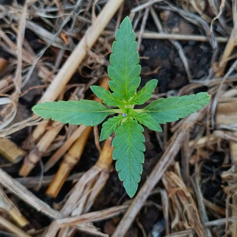 Sprite growlog photo: Plantinha voltou a crescer 