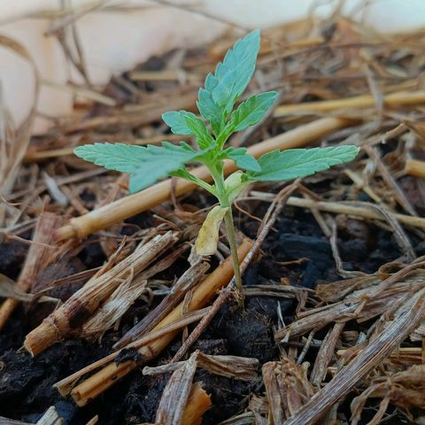 Sprite growlog timeline photo