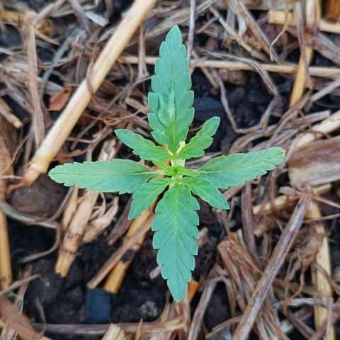 Sprite growlog timeline photo