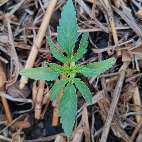 Sprite growlog timeline photo