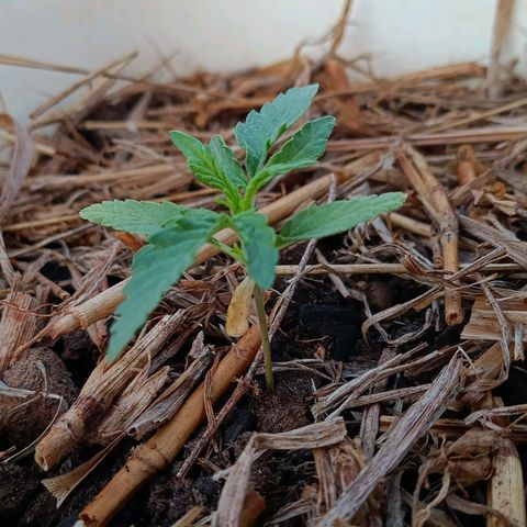 Sprite growlog timeline photo