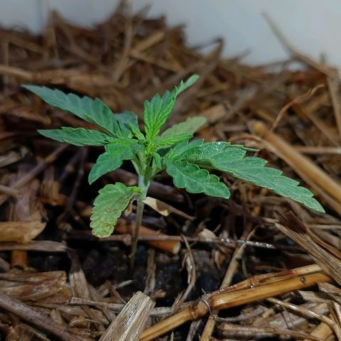 Sprite growlog timeline photo
