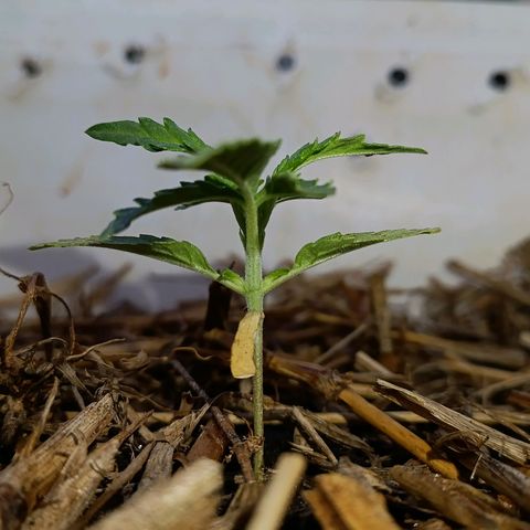 Sprite growlog timeline photo