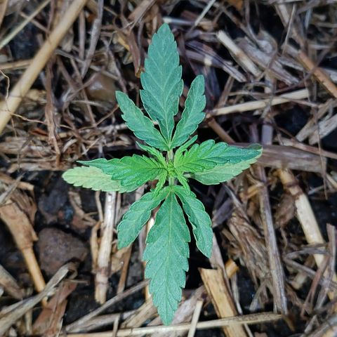 Sprite growlog timeline photo