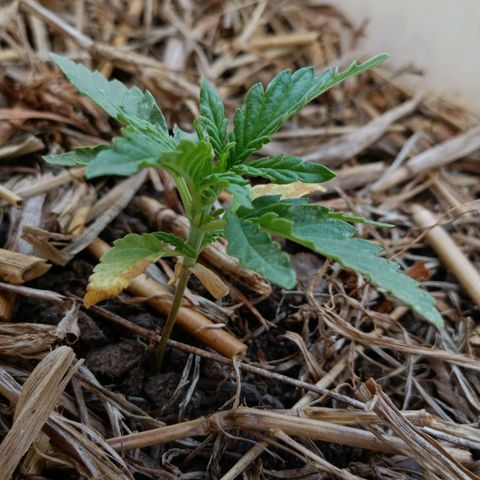 Sprite growlog timeline photo