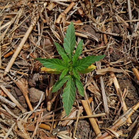 Sprite growlog timeline photo