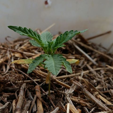 Sprite growlog timeline photo