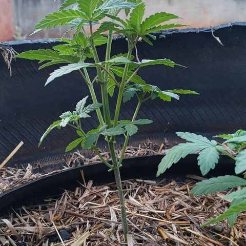 Double Amnesias growlog timeline photo