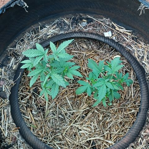 Double Amnesias growlog timeline photo