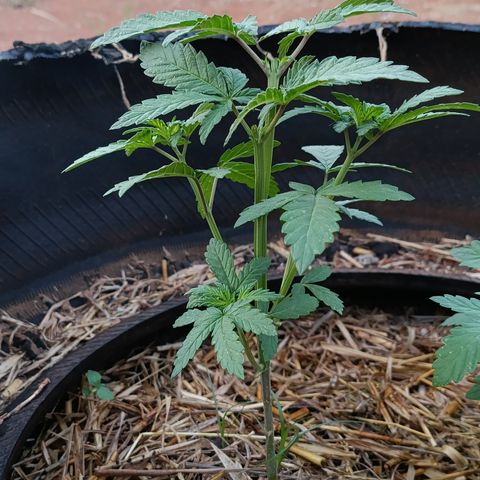 Double Amnesias growlog timeline photo