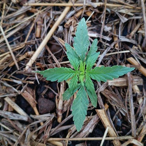 Sprite growlog timeline photo