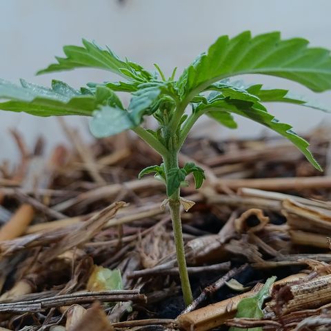 Sprite growlog timeline photo