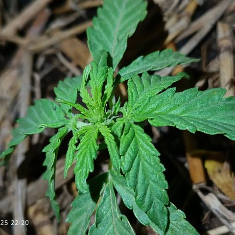Sprite growlog photo: Parece que ta querendo começar flora