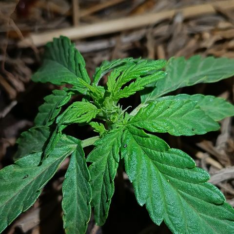 Sprite growlog photo: Parece que ta querendo começar flora