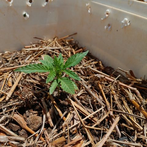 Sprite growlog timeline photo