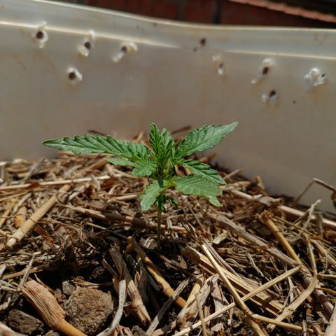 Sprite growlog timeline photo