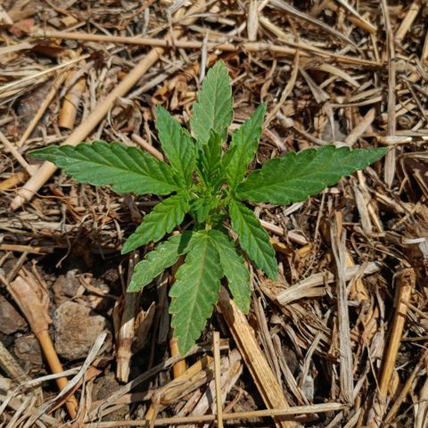 Sprite growlog timeline photo