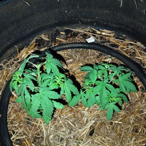 Double Amnesias growlog photo: Na noite depois de chover