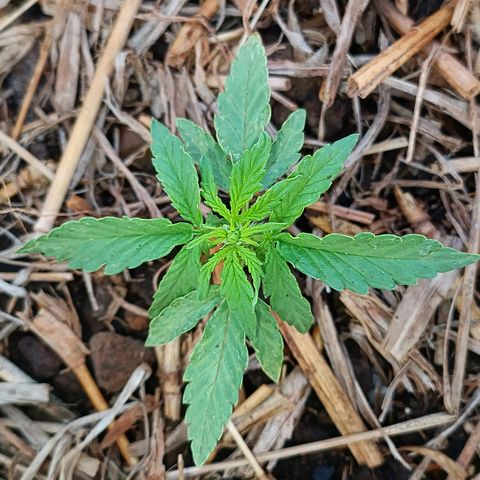 Sprite growlog timeline photo