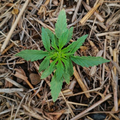 Sprite growlog photo: Não me resta dúvidas, ela já está iniciando a floração.