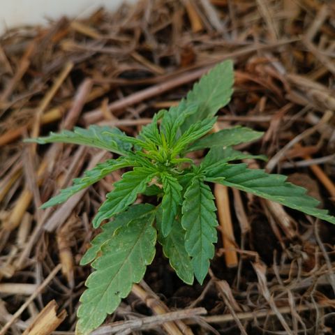 Sprite growlog photo: Não me resta dúvidas, ela já está iniciando a floração.
