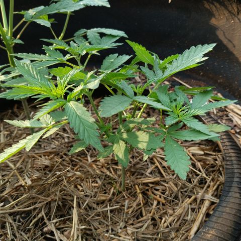 Double Amnesias growlog timeline photo