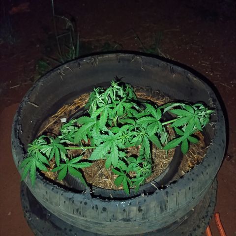 Double Amnesias growlog timeline photo